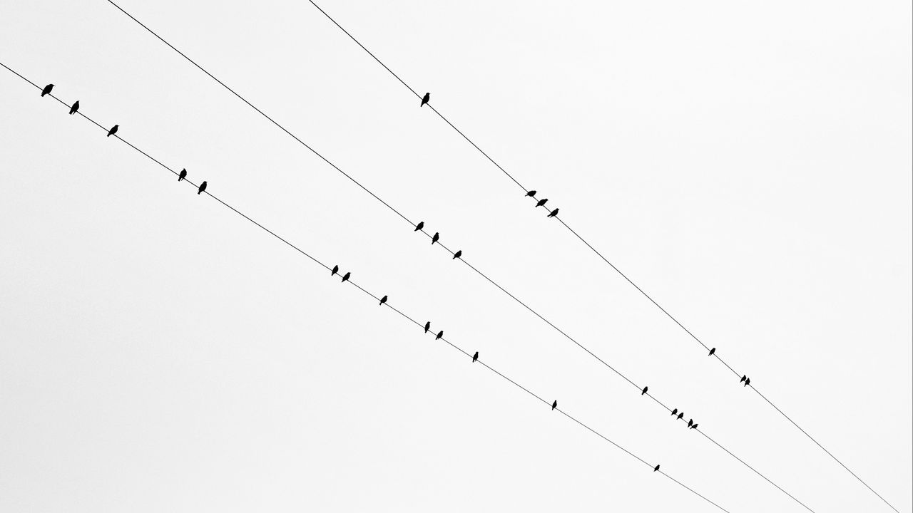 Wallpaper birds, wires, bw, minimalism