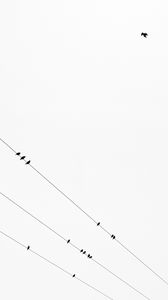 Preview wallpaper birds, wires, bw, minimalism