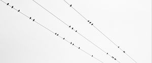 Preview wallpaper birds, wires, bw, minimalism