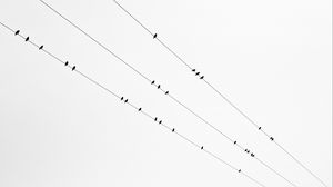 Preview wallpaper birds, wires, bw, minimalism