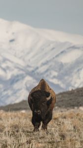 Preview wallpaper bison, animal, valley, mountains