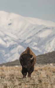 Preview wallpaper bison, animal, valley, mountains