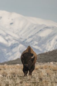 Preview wallpaper bison, animal, valley, mountains