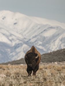 Preview wallpaper bison, animal, valley, mountains