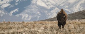 Preview wallpaper bison, animal, valley, mountains