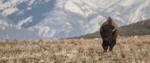 Preview wallpaper bison, animal, valley, mountains