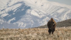 Preview wallpaper bison, animal, valley, mountains