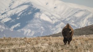 Preview wallpaper bison, animal, valley, mountains