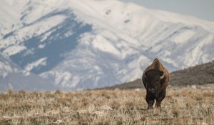 Preview wallpaper bison, animal, valley, mountains