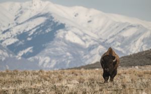 Preview wallpaper bison, animal, valley, mountains