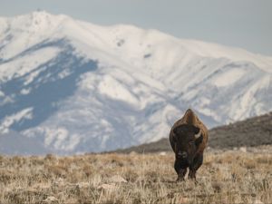 Preview wallpaper bison, animal, valley, mountains