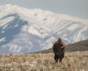 Preview wallpaper bison, animal, valley, mountains