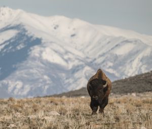 Preview wallpaper bison, animal, valley, mountains