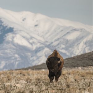 Preview wallpaper bison, animal, valley, mountains