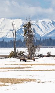 Preview wallpaper bison, animals, wildlife, snow, winter