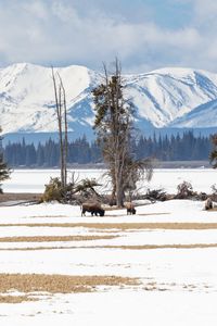 Preview wallpaper bison, animals, wildlife, snow, winter