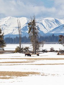 Preview wallpaper bison, animals, wildlife, snow, winter