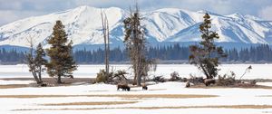 Preview wallpaper bison, animals, wildlife, snow, winter