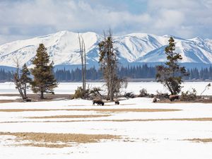 Preview wallpaper bison, animals, wildlife, snow, winter