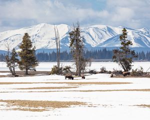 Preview wallpaper bison, animals, wildlife, snow, winter