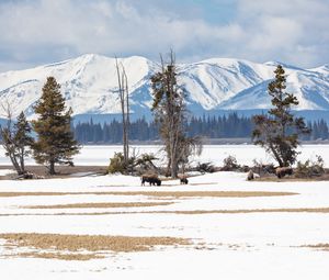 Preview wallpaper bison, animals, wildlife, snow, winter