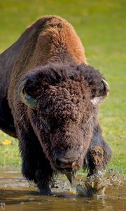 Preview wallpaper bison, buffalo, running, grass