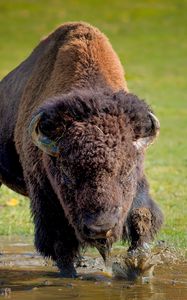 Preview wallpaper bison, buffalo, running, grass
