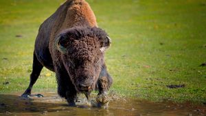 Preview wallpaper bison, buffalo, running, grass