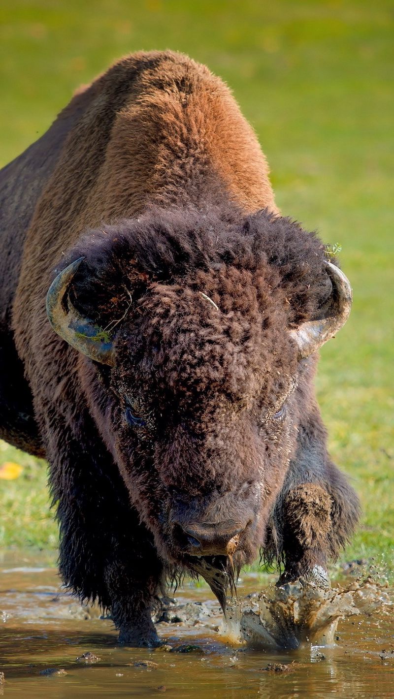 Download wallpaper 800x1420 bison, buffalo, running, grass iphone  se/5s/5c/5 for parallax hd background