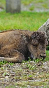 Preview wallpaper bison, calf, lying, grass, stone