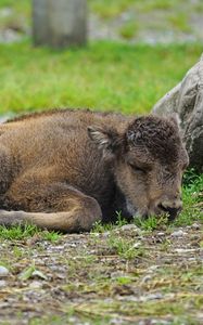 Preview wallpaper bison, calf, lying, grass, stone