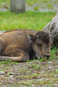 Preview wallpaper bison, calf, lying, grass, stone