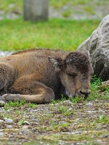 Preview wallpaper bison, calf, lying, grass, stone