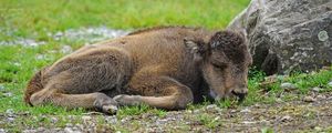 Preview wallpaper bison, calf, lying, grass, stone