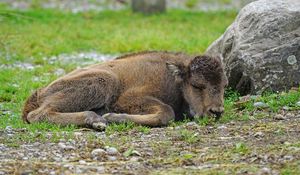 Preview wallpaper bison, calf, lying, grass, stone