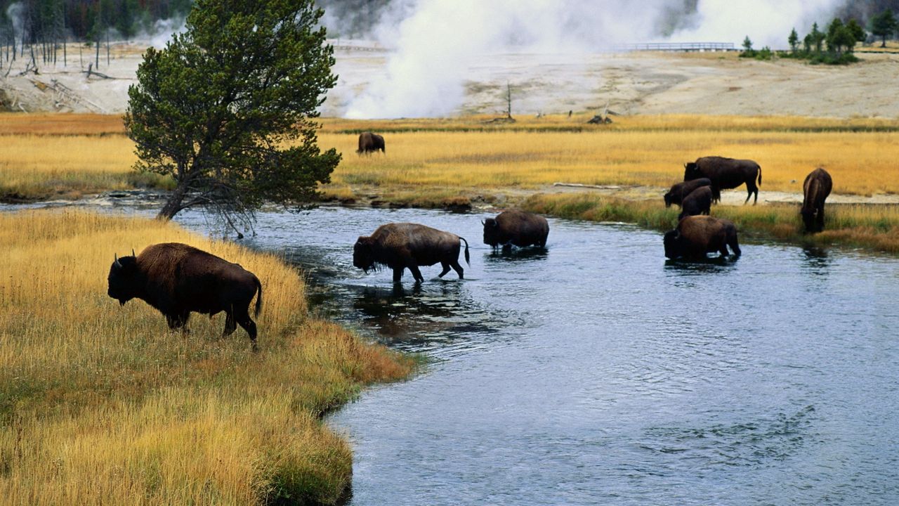 Wallpaper bison, fire, crossing, river