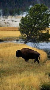 Preview wallpaper bison, fire, crossing, river