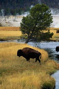 Preview wallpaper bison, fire, crossing, river