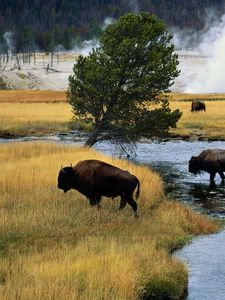 Preview wallpaper bison, fire, crossing, river