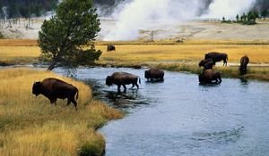 Preview wallpaper bison, fire, crossing, river