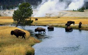 Preview wallpaper bison, fire, crossing, river