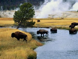 Preview wallpaper bison, fire, crossing, river