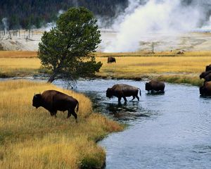 Preview wallpaper bison, fire, crossing, river