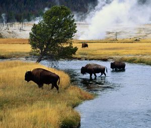 Preview wallpaper bison, fire, crossing, river