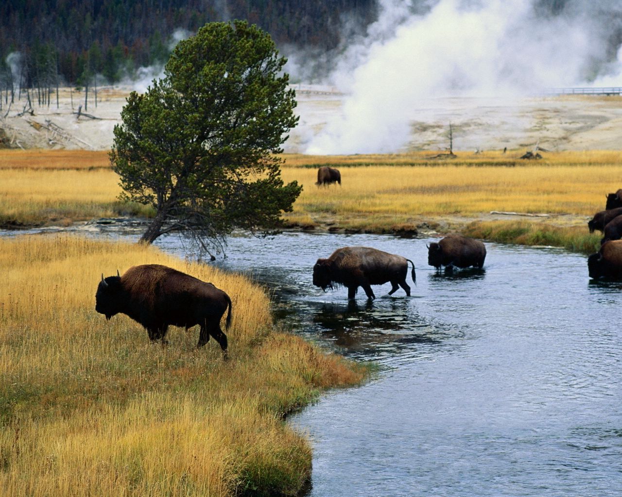 Download wallpaper 1280x1024 bison, fire, crossing, river standard 5:4 ...