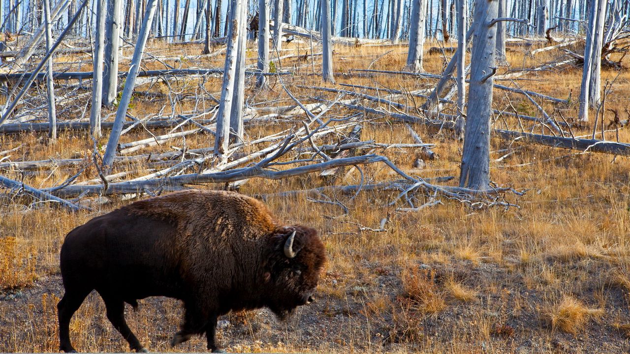 Wallpaper bison, forest, grass, walk