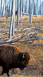 Preview wallpaper bison, forest, grass, walk