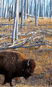 Preview wallpaper bison, forest, grass, walk