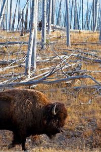 Preview wallpaper bison, forest, grass, walk