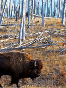 Preview wallpaper bison, forest, grass, walk